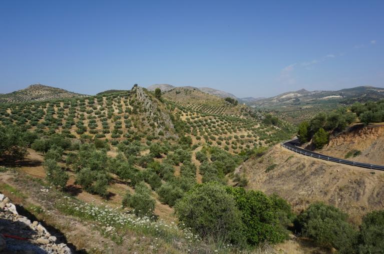 Paysage des vergers d'oliviers d'Andalousie 
